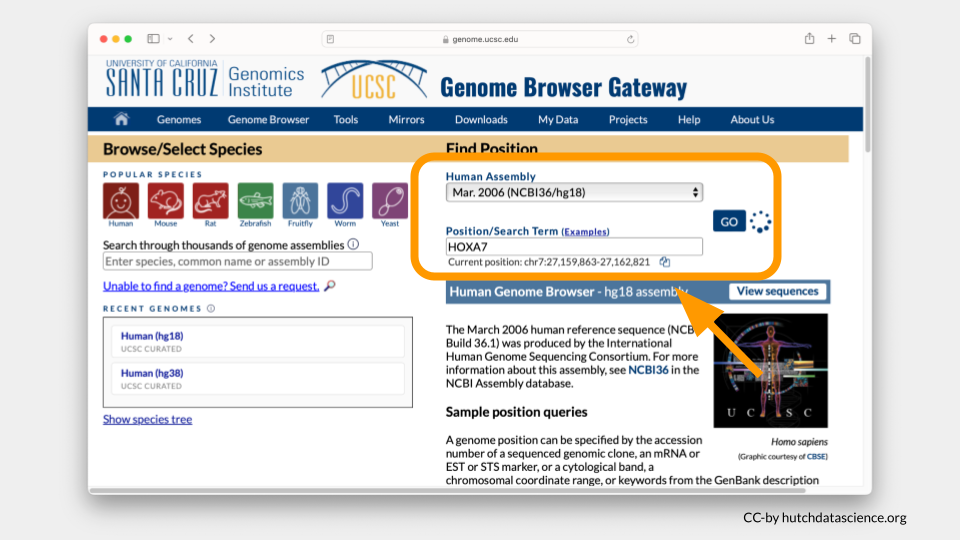 December 2013 assembly is highlighted on the Find Position dropdown menu. HOXA7 has been typed in the search term.