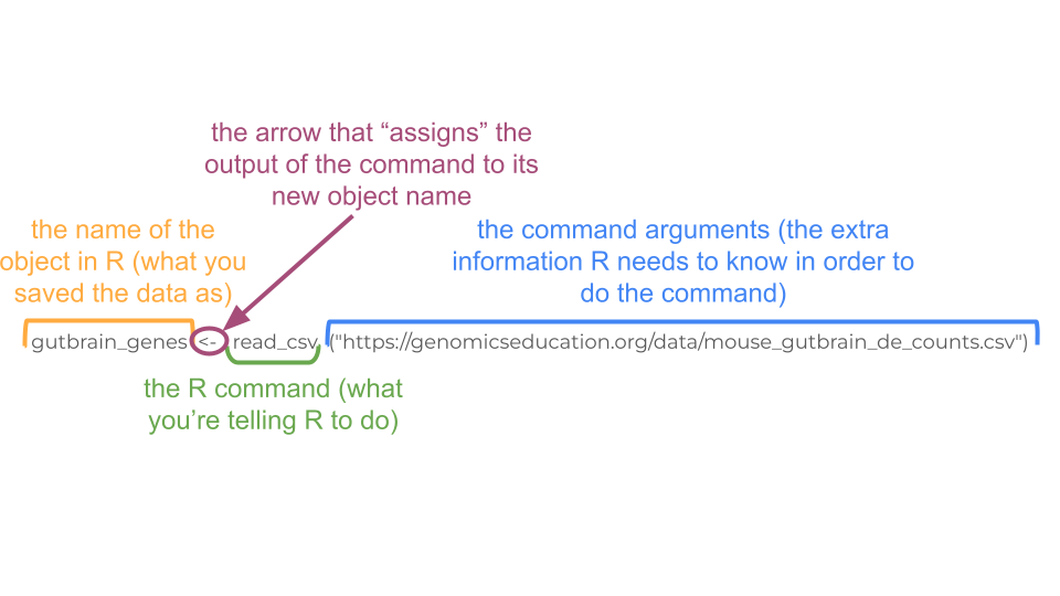 This R command tells R to open the csv file that exists at a URL and save it as an object called gutbrain_genes.