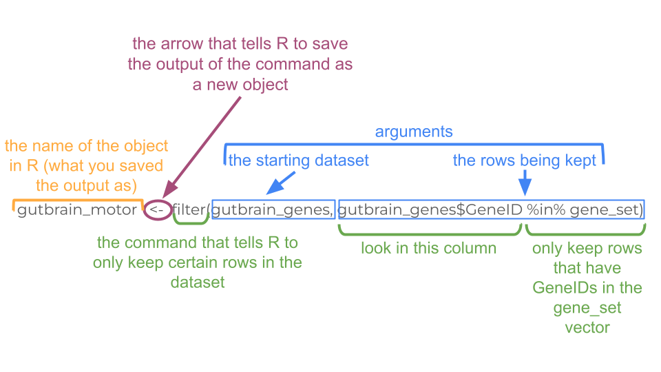 This code creates a smaller dataset that only includes the expression counts for our selected genes.