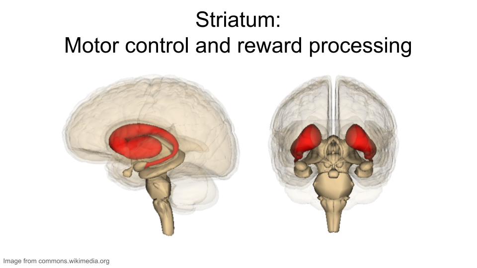 Image of the striatum in the human brain.