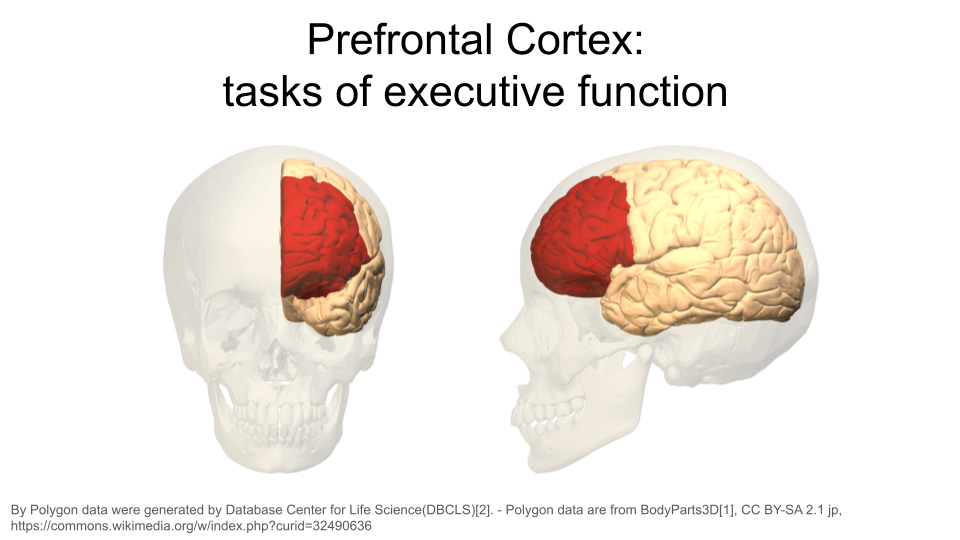 Image of the prefrontal cortex in the human brain.
