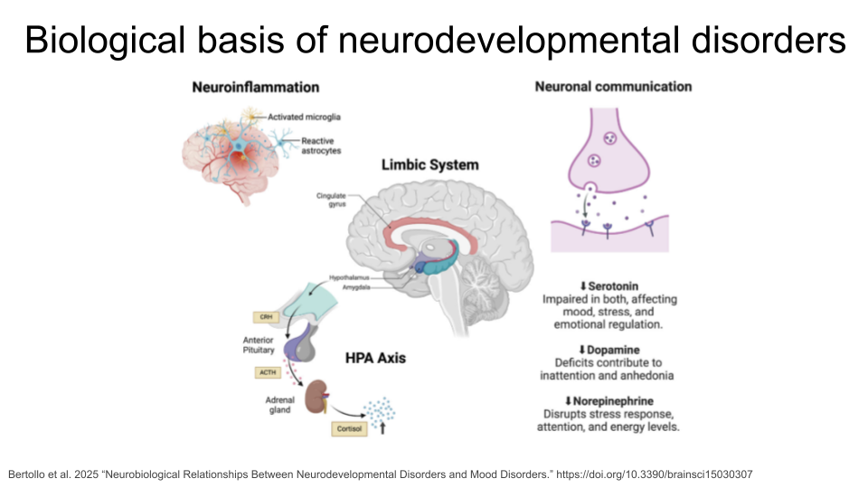 Researchers have identified three major factors that may contribute to neurodevelopmental disorders.