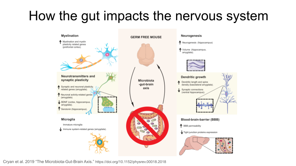 How the gut might alter the nervous system in mice.