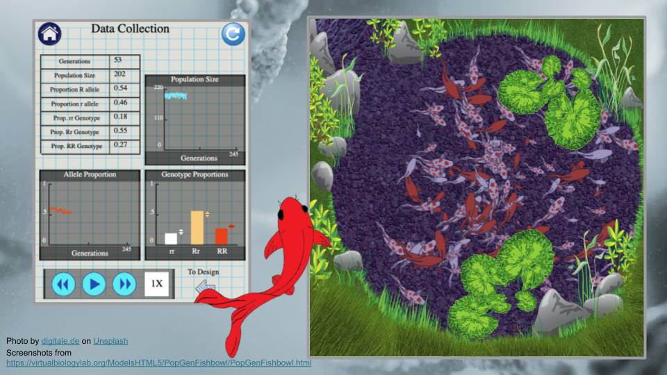 A pond full of koi, a single koi fish, and a data collection table from the simulation.