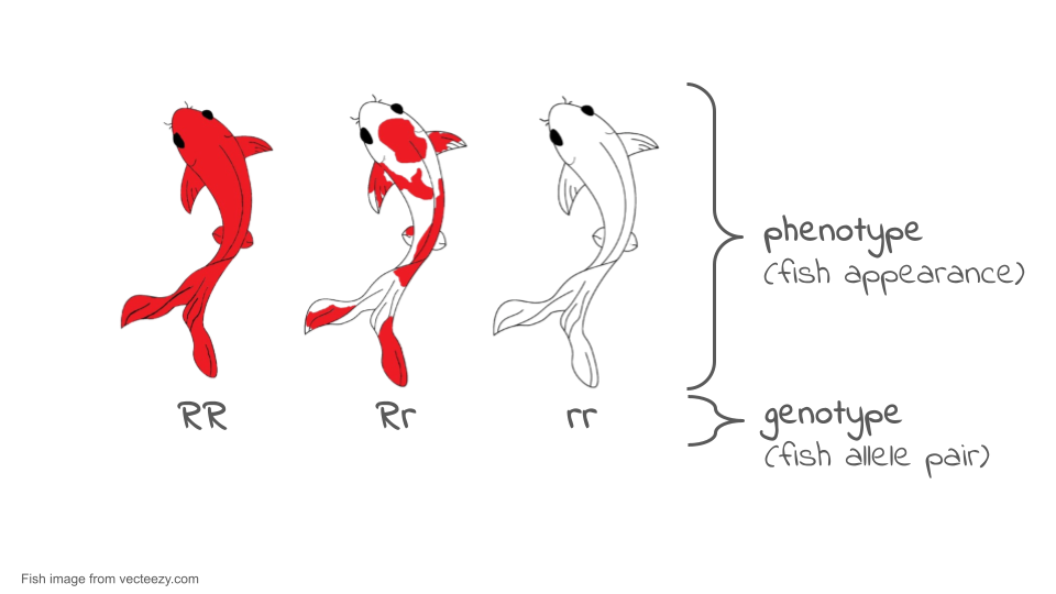 Illustration of red, spotted, and white koi fish (phenotype) and their associated genotypes (RR, Rr, and rr).