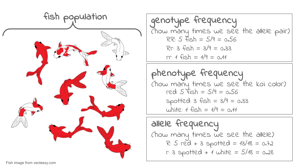 Illustration of 9 koi fish, with calculations for the genotype frequency, phenotype frequency, and allele frequency.