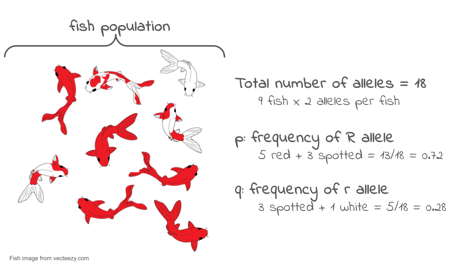 Illustration of 9 koi fish, with explanation of the allele frequency calculation.