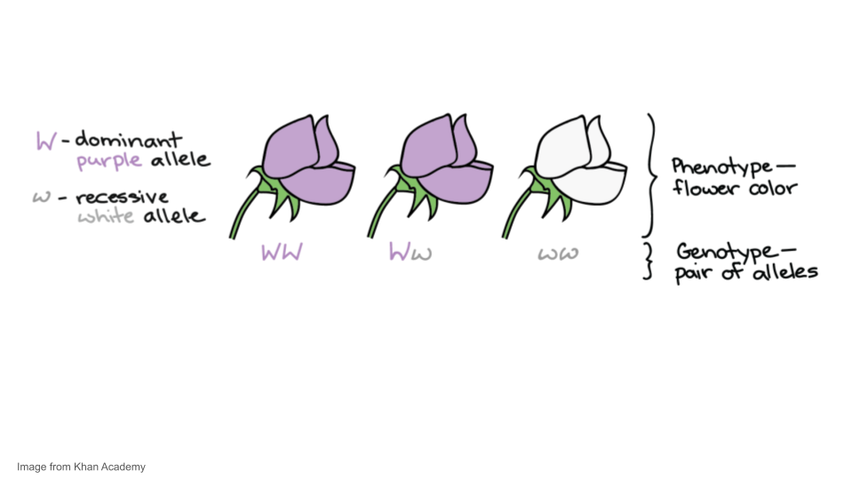 Illustration of pea plant flowers and the alleles that cause color.