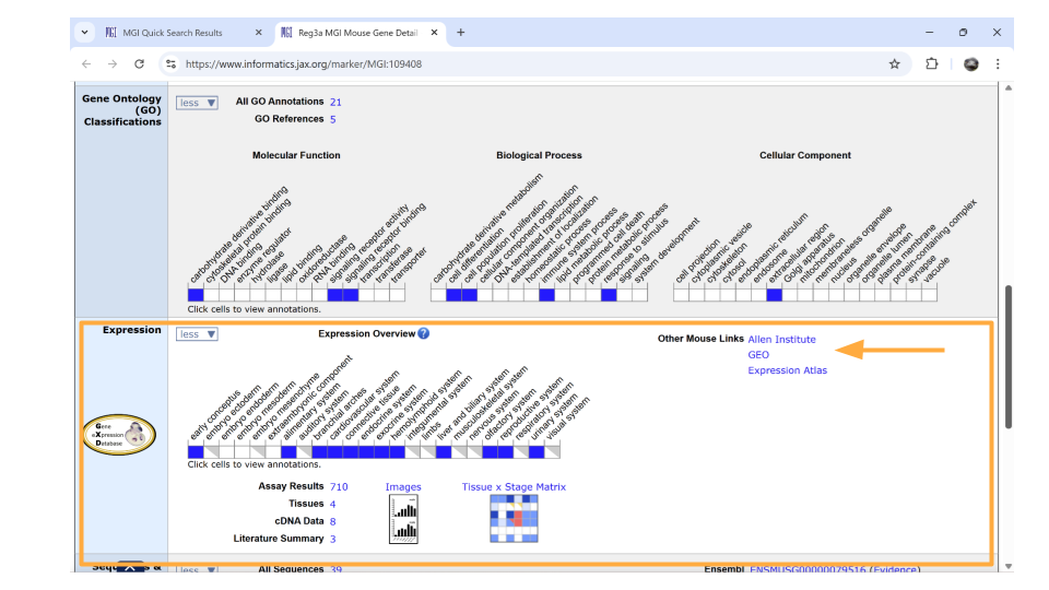 Directly underneath the “ontology” section is information about when the gene is expressed during development. You can learn more information by clicking on the blue squares, or by clicking on the links in the upper right-hand corner. These links will take you to other websites.