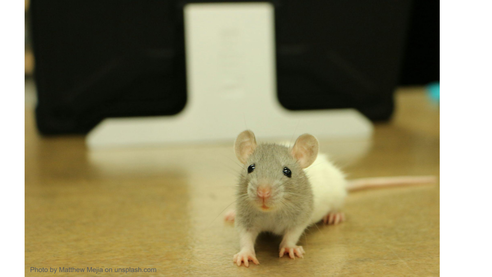 The mouse is the most commonly-used model organism in labs.