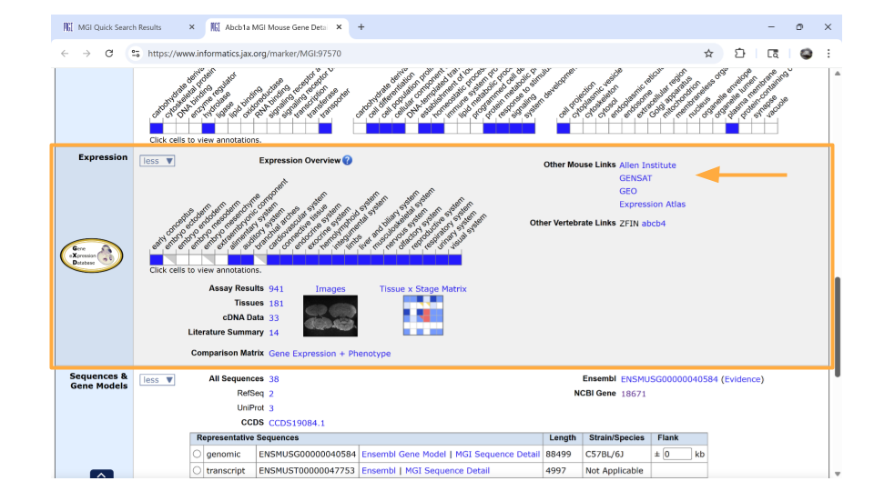 Directly underneath the “ontology” section is information about when the gene is expressed during development. You can learn more information by clicking on the blue squares, or by clicking on the links in the upper right-hand corner. These links will take you to other websites.