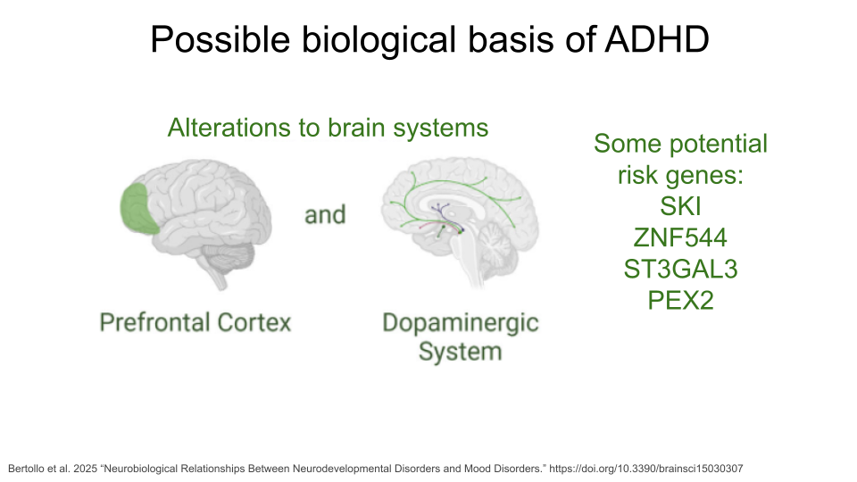 People with ADHD show changes in the prefrontal cortex and the dopaminergic systems.