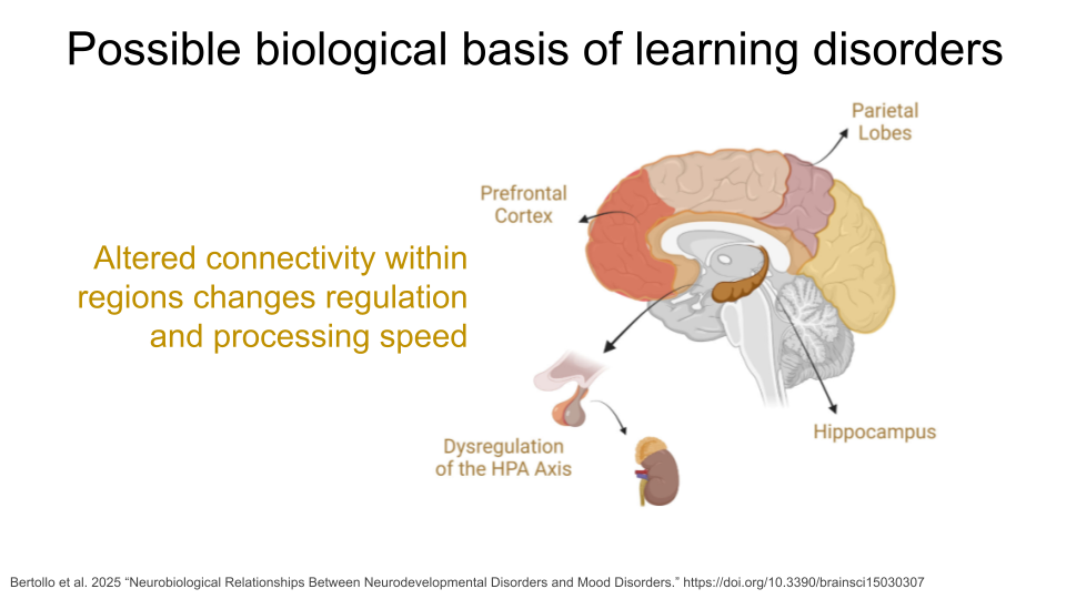 People with LDs show changes in the neural connectivity of the parietal lobes, prefrontal cortex, and hippocampus, as well as dysregulation of the HPA axis.